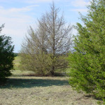 bagworm defoliated juniper tree