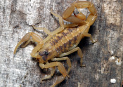 striped bark scorpion