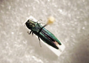 Emerald Ash borer