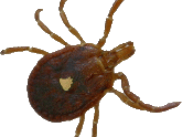 lone star tick female displays white spot in middle of dorsum