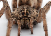 wolf spider close up