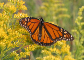 monarch butterfly on goldenrod