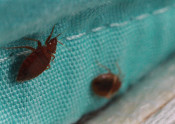 bed bugs on bedding