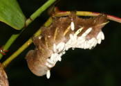 parasitized Pandorous sphinx moth caterpilllar