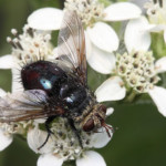 Tachinid fly on white flower