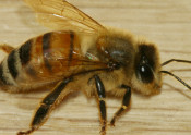 honey bee