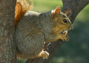 squirrel eating nut