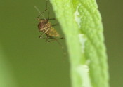 Mosquito on leaf