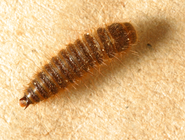 Hide and larder beetles - Insects in the City