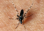 Asian tiger mosquito on skin