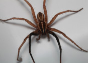 wolf spider