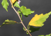 Pseudophilothrips (=Liothrips) varicornis damaged althea leaves