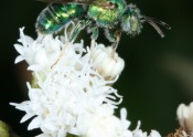 halictid bee on flower