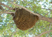 Bee nest exposed hive