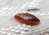 bed bug on mattress ticking