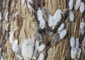 Crape myrtle bark scale on bark