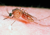 Culex adult mosquito