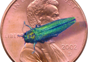 EAB on penny