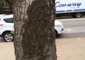 Forest tent caterpillars rest between feedings on a silken mat