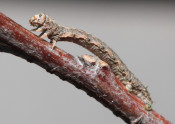 Spring cankerworm