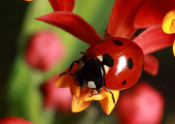 seven-spot lady beetle adult