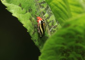 fourlined plant bug