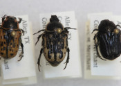 Color variation in Kern's flower scarab