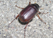 unknown species scarab beetle adult