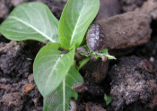 Pillbugs feeding on vinca