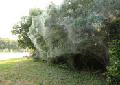 giant spider webs in Rowlett TX