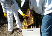 honey bees on hive