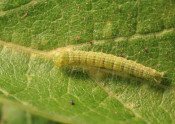 caterpillar of Sciota celtidella on sugarberry