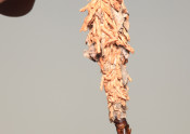 bagworm with male pupal case