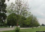 Canopy thinning and epicormic shoots on ash tree under attack by emerald ash borer