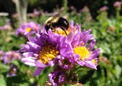 Bumblebees on aster