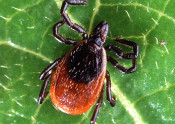 Deer tick adult - USDA