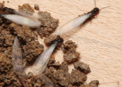 termite swarmers with wings