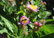 solitary bee on flower