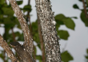 crape myrtle bark scale