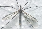 crane fly xtra close up