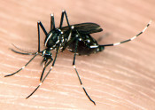 yellow fever mosquito