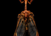 mantispid