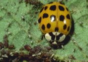 multicolored Asian lady beetle adult