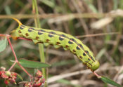 white-lined sphinx moth caterpillar