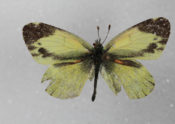 dainty sulfur butterfly on pin