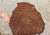 floating mat of fire ants in Houston floodwater