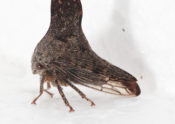 treehopper adult, Glossonotus acuminata