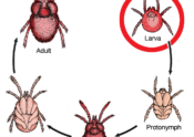 chigger life cycle