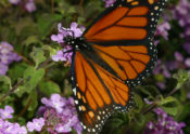 monarch adult on lantana