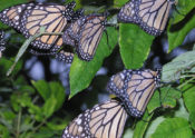 migrating monarch butterflies